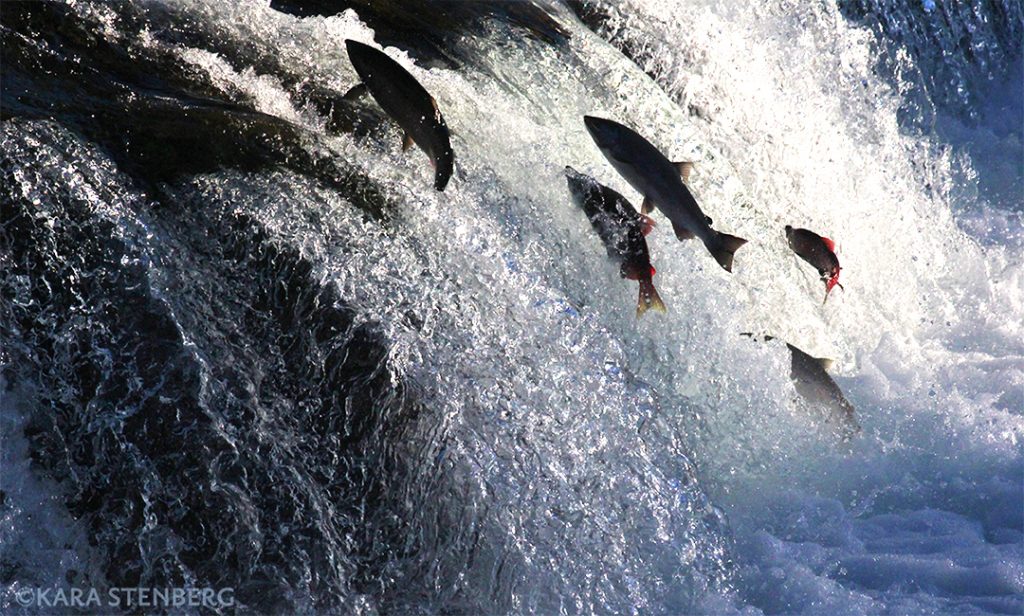Brooks Lodge Salmon Ascending Brooks Falls