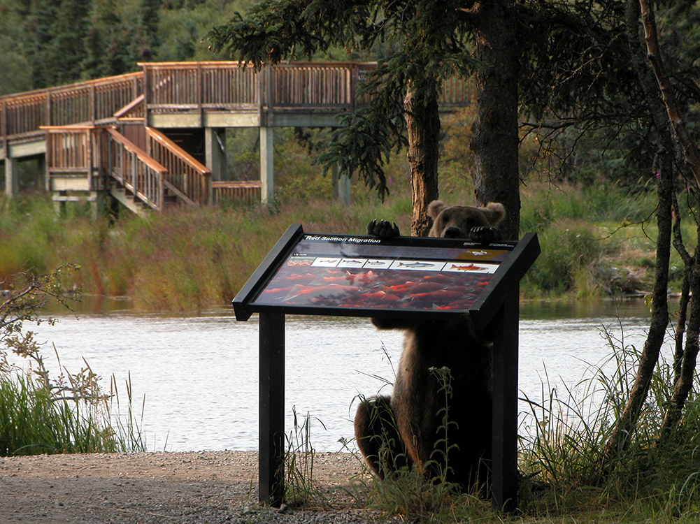 Brooks Lodge Bear and Salmon
