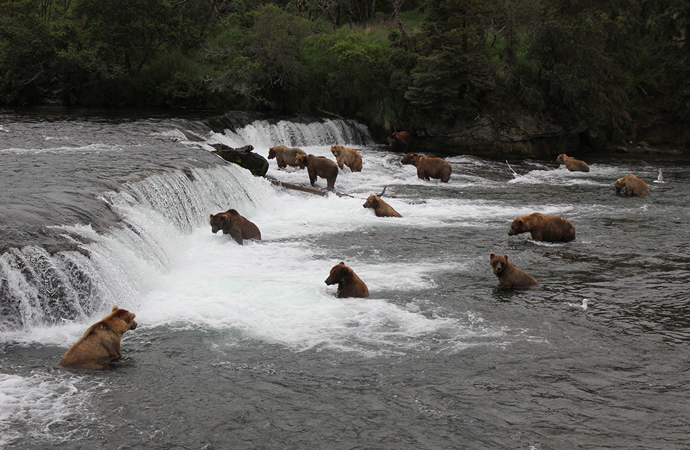 Brooks Lodge Brooks Falls in July