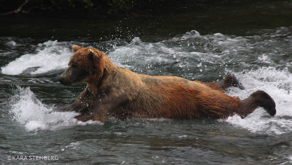 Brooks Lodge Swimming Bear