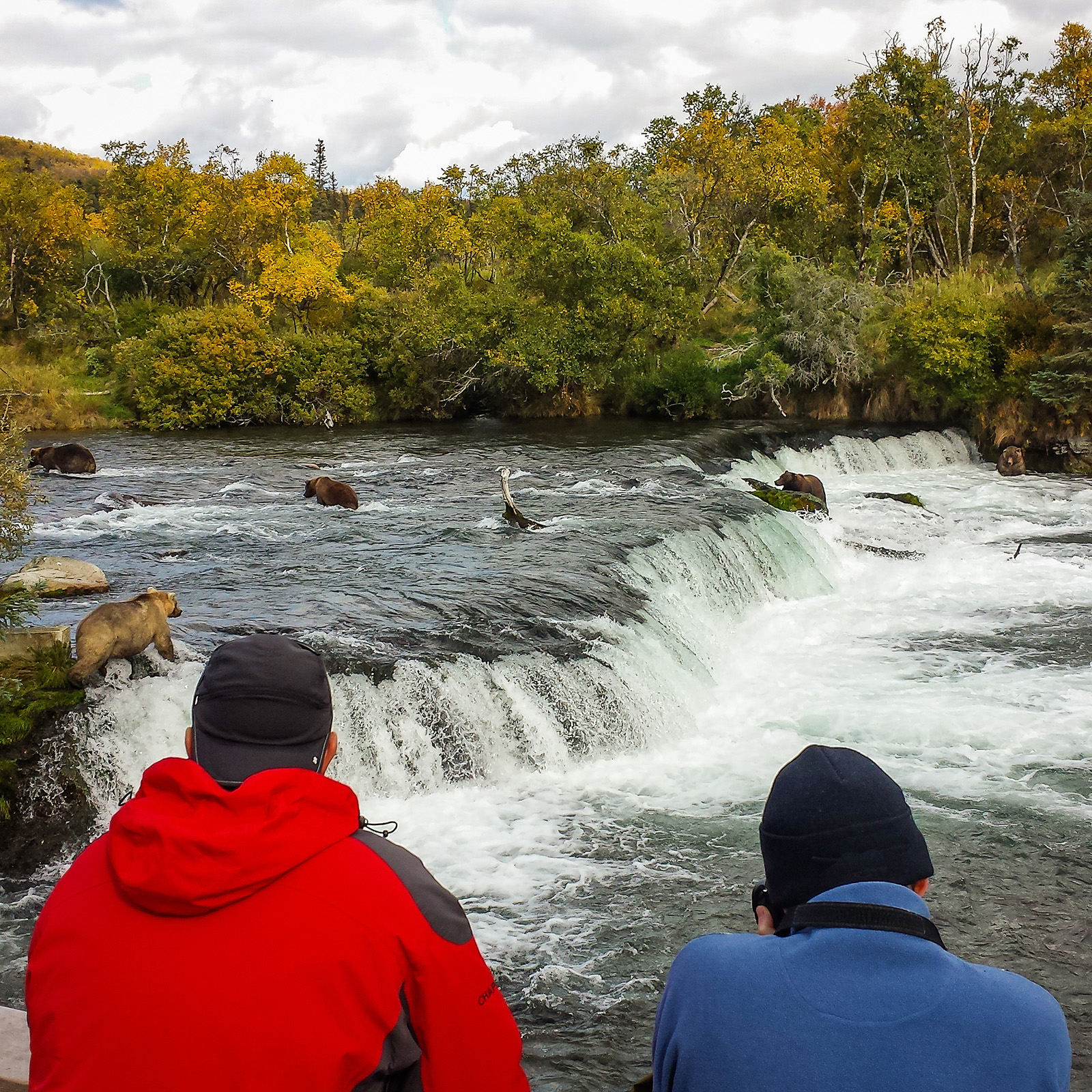 Bear Viewing at Brooks Falls