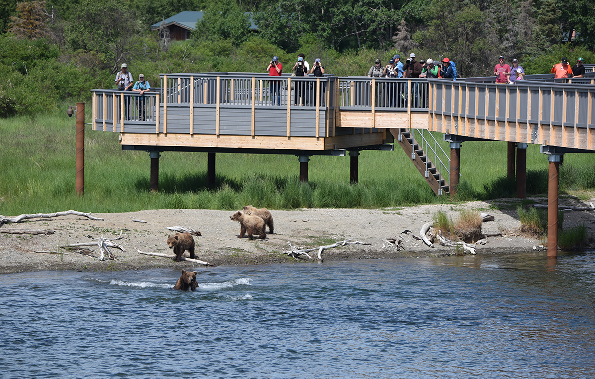 Brooks Lodge Bridge Bear Viewing by Flo and Paul Jones