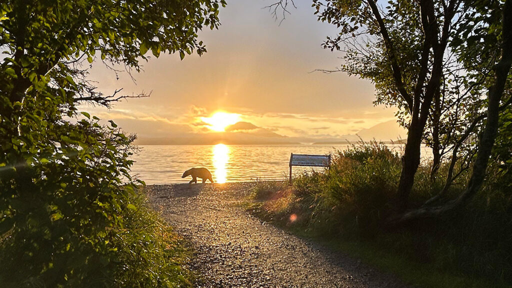 Bears at Brooks Lodge in August
