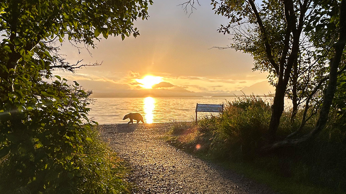 Bears at Brooks Lodge in August
