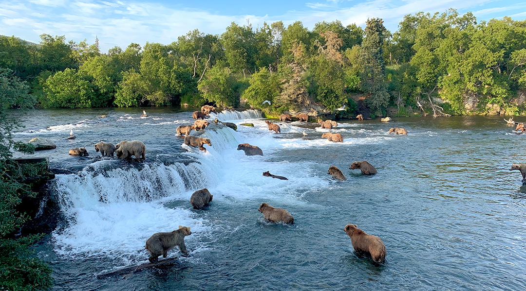 Brooks Falls Bears
